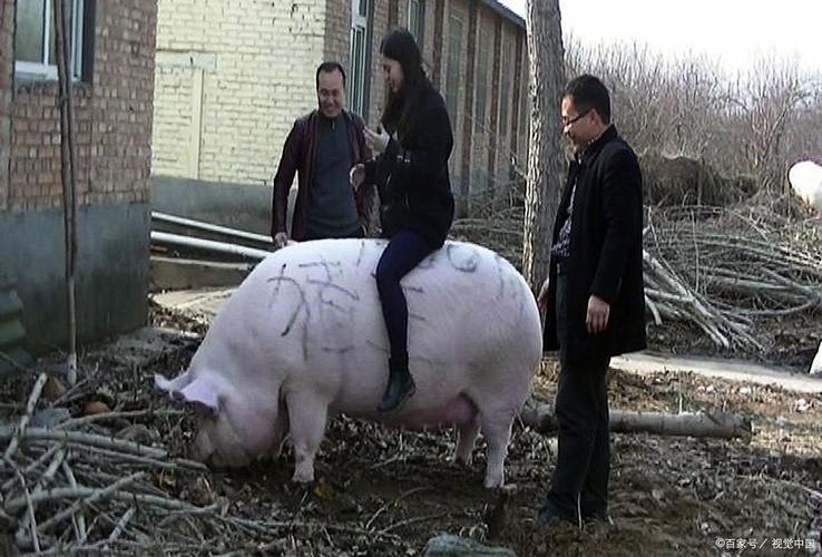 2005新澳正版免费大全和9岁男孩骑猪上学与9岁男孩骑猪上学怎么办