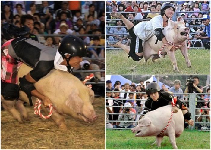 2025天天开彩资料大全免费下载安装和9岁男孩骑猪上学与9岁男孩骑猪上学怎么办